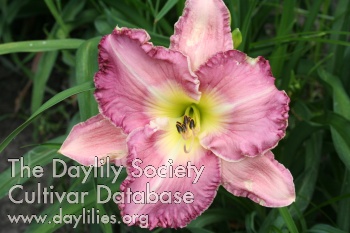 Lovely in Lilac AHS image