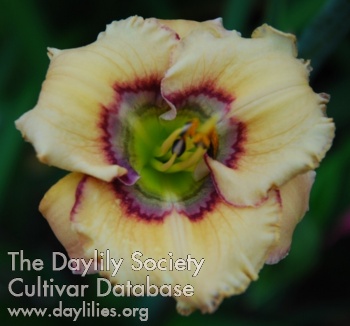 Wild Dolly AHS image