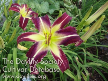 Purple Shuffle AHS image