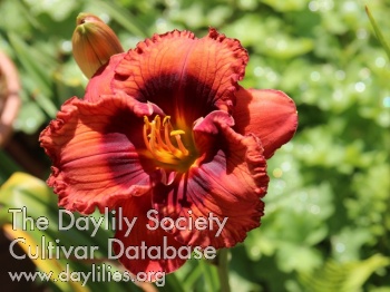 Dost's Pretty Red AHS image