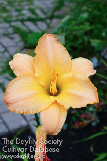 Golden Apricot Delight
