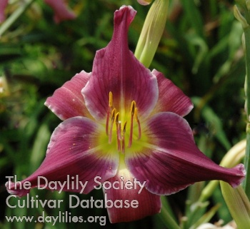 Windyhill's Little Jewel AHS image