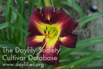 Diana the Decorator AHS image