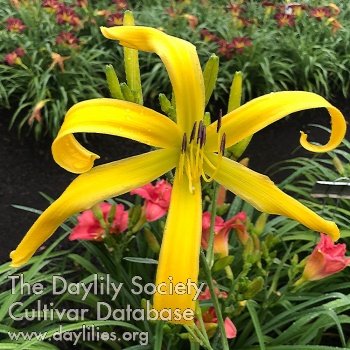Long Yellow Thang AHS image