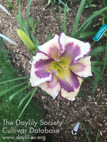 Grandpa's Purple Puss AHS image