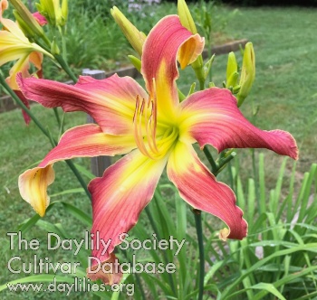 Daedalus Variations AHS image