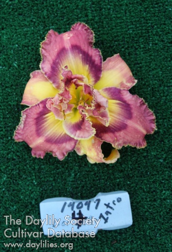 Topguns Voodoo Priestess AHS image