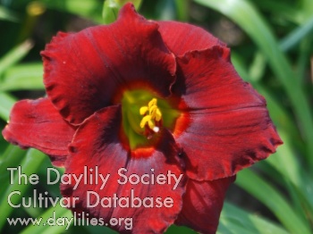 Burgess Crimson Jewel AHS image