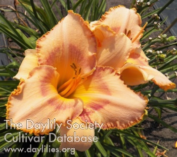 Stella Rae of Sunshine AHS image