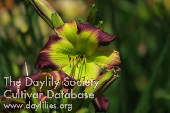 Dolores Di Liegro AHS image