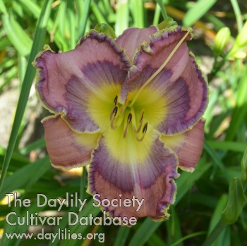 Waiting on the Mothership