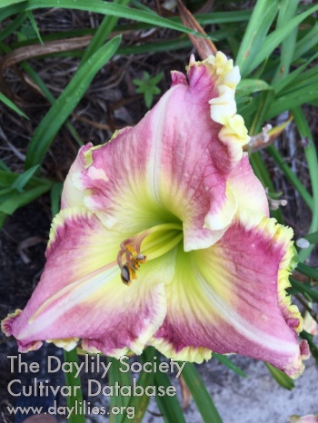 Beautiful Luzy AHS image