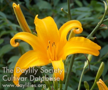 Marguerite de Vergennes AHS image