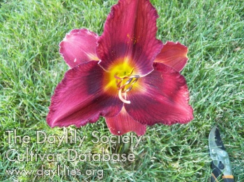 Phelp's Prodigy AHS image