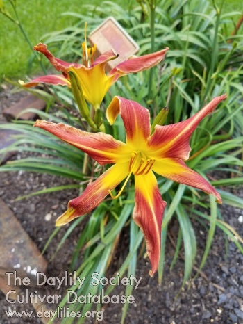Suburban Nikki Schmith AHS image