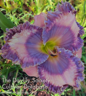 Vibrant Violet Ruffles AHS image