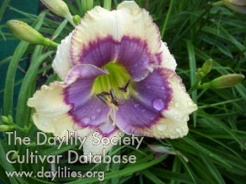 Hoosier Blue AHS image