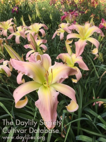 Pink Ambition AHS image