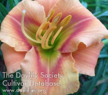 Essence of Nature AHS image