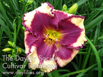 Purple Explosion AHS image