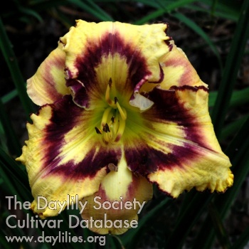 Colorful Harlequin AHS image