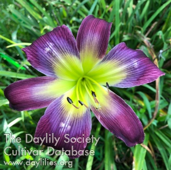 A Star for Denyse