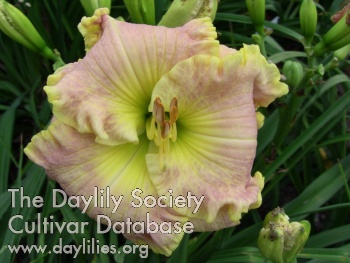 Deer Haven Diva AHS image