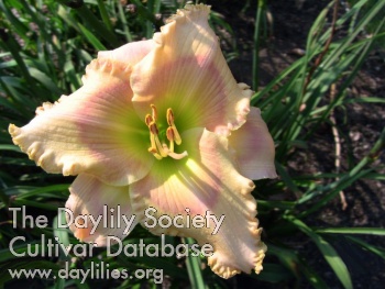 Deer Haven Peach Melba AHS image