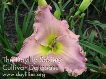 Deer Haven Pretty in Pink AHS image