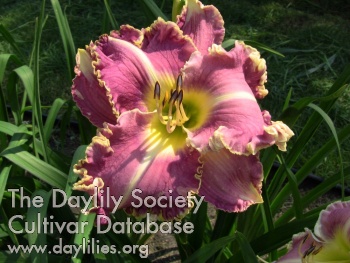 Deer Haven Royalty AHS image