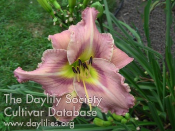 Deer Haven Starburst AHS image