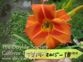Tangerine Tiger AHS image