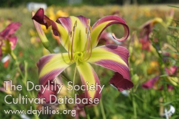 Taunus Purple Dancer AHS image