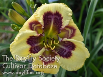 Oriental Day Dreams AHS image