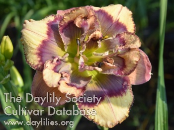 Taunus Sweet Bouquet AHS image