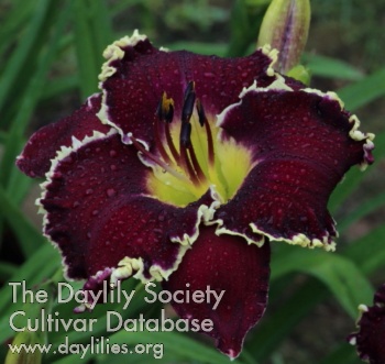 Dark Jubilee AHS image