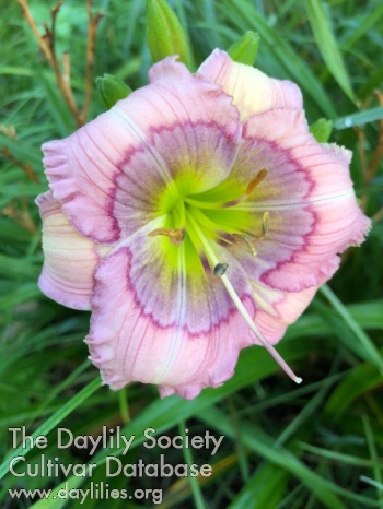 Lilac Lollipop AHS image