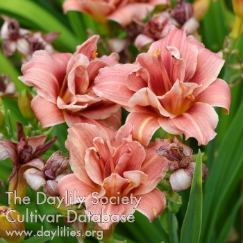 Elf Bouquet AHS image