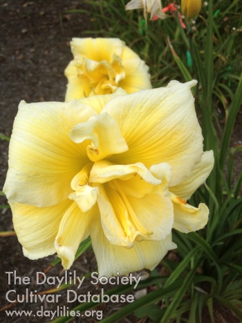 Golden Serenity AHS image