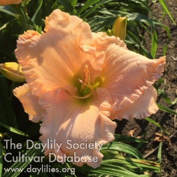 Southern Proper AHS image