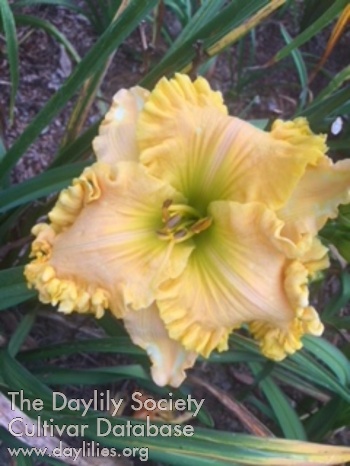 Summer's Love Flower AHS image