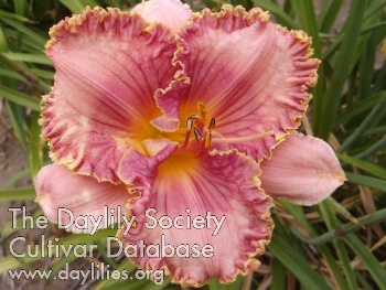 Lady Susan of Ogden AHS image