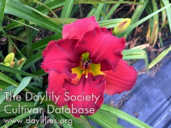 Scarlet Dragon AHS image