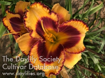 Blazing Glory AHS image