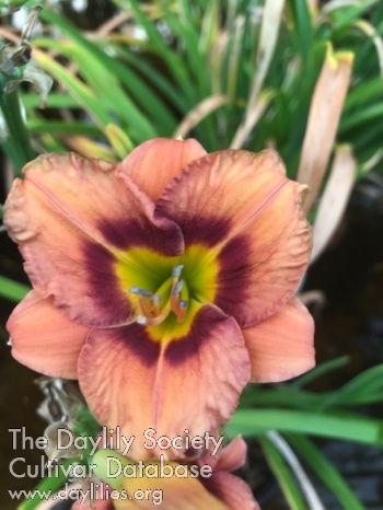 Gulf Coast Spanky AHS image