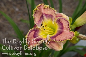 Somewhere in Her Smile AHS image