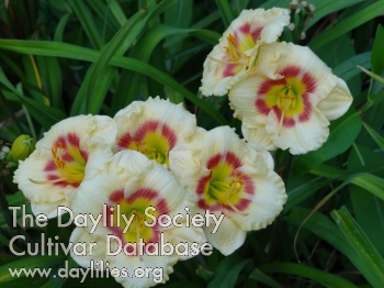 Cobbs Hill Delight