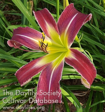 Duchess of Venice AHS image