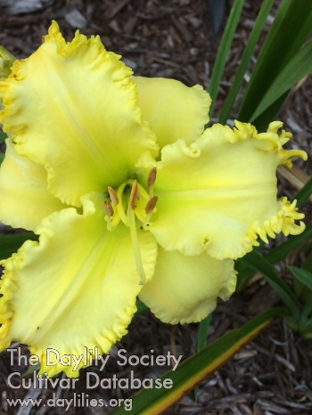 Bessey's Beauty AHS image