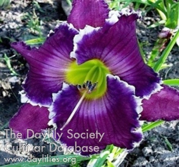 Diamond Blade AHS image